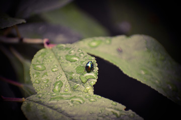 Green bug on a leaf
