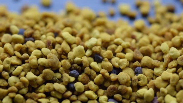Polline di api ft8107_0540 Bienenbrot Pan de abeja Cvetni prah čebelarstvo