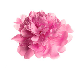 Beautiful tender peony on white background. Fragrant spring flower