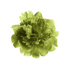 Fragrant bright peony on white background. Beautiful spring flower