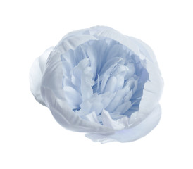 Beautiful tender peony on white background. Fragrant spring flower