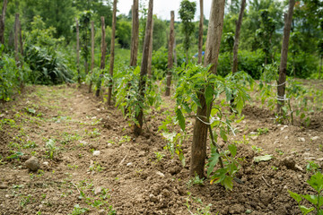 Fototapeta na wymiar Tomato crops at the farm