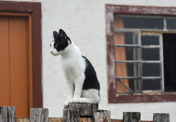 cat in front of house