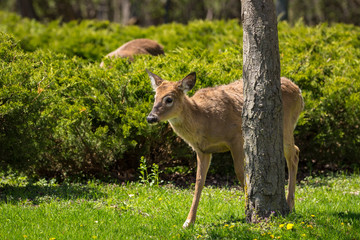 Young deer standing behind a tree looking off to camera left