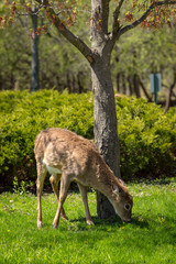 Naklejka na ściany i meble Young whitetail deer standing next to a tree stretching it head to reach a dandelion.