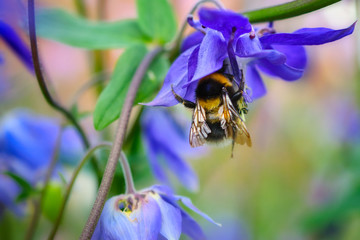 Hummel auf Futtersuche an Akelei