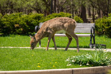 Naklejka na ściany i meble Young whitetail deer grazing on dandelions in front of a park bench.