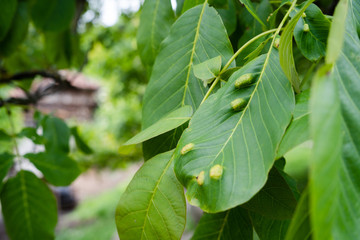 Eriophyes tristriatus erineus walnut desease leaf gall caused by mite leaves damaged