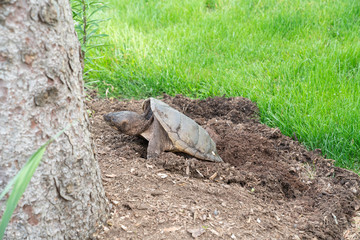 Snapping Turtle Laying Eggs