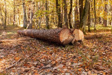 Obraz premium Two long longs laying in the forest