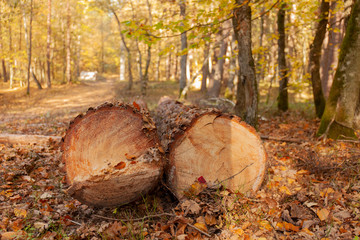 Close up of two logs laying on the leaves in the forest