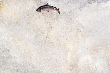 Leaping Atlantic salmon (salmo salar).