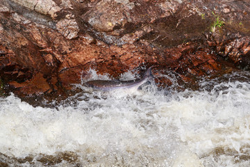Leaping Atlantic salmon (salmo salar).