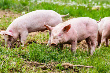 Portrait de cochon dans une ferme, élevage de cochons