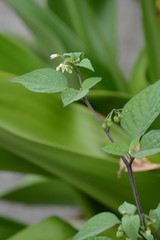 Fototapeta premium Black nightshade is a weed growing on the roadside and is a toxic plant containing alkaloids.