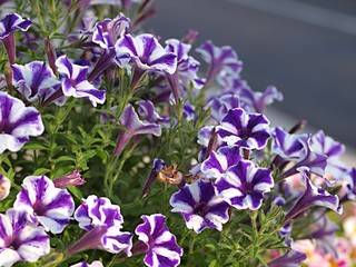 ペチュニアの花