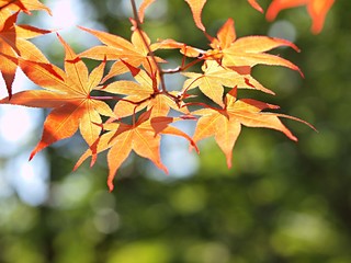 モミジの紅葉