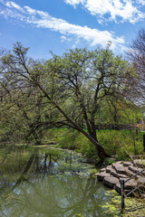 Tranquil scene of a tree overhanging a pond with algae growing along the bank of the water in early spring.