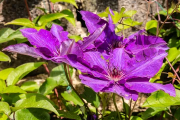 Fototapeten Purple flowera © johnhofboer50