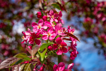 Bright pink Cherry Blossom against a blue sky