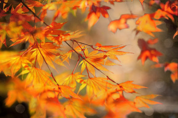 Naklejka na ściany i meble Autumn background. Colorful red fall maple leaves and abstract sun light