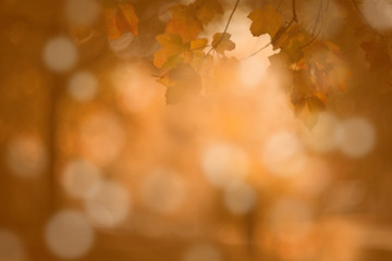 autumn abstruct background, bokeh effect, blur