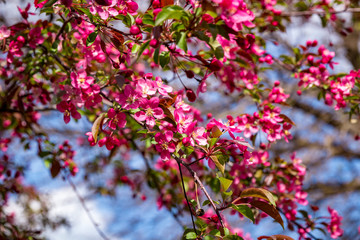 Close up of brightly colored Cherry Blossoms in sunlight against a blue sky