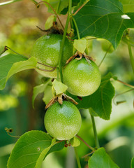 yellow passion fruit on vine