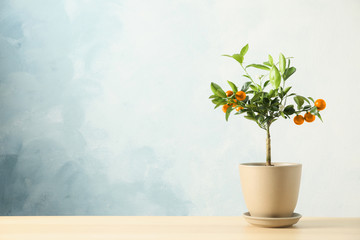 Citrus tree in pot on table against color background. Space for text