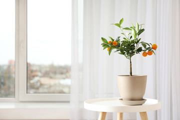 Fototapeta na wymiar Potted citrus tree on table near window indoors. Space for text
