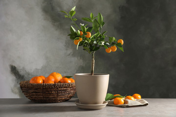 Composition with potted citrus tree and fruits on table against grey background. Space for text