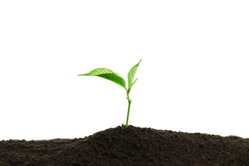 Young plant in fertile soil on white background, space for text. Gardening time