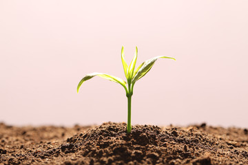Young seedling in fertile soil on color background