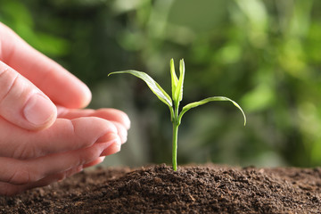 Woman protecting young green seedling in soil against blurred background, closeup
