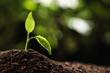 Young plant in fertile soil on blurred background, space for text. Gardening time