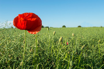 A red field poppy grows on a meadow with a bright flower