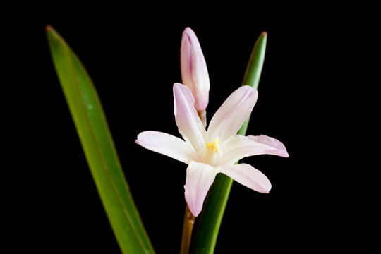 116 Best 薄紫色の花 Images Stock Photos Vectors Adobe Stock