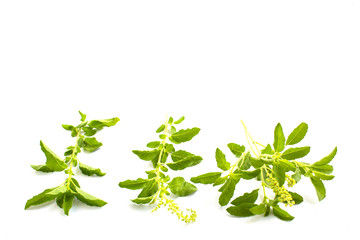 Thai basil on white background