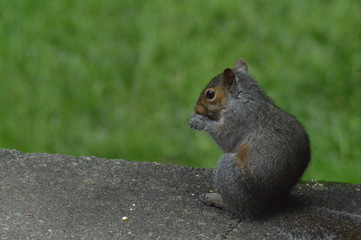 Squirrel Scavenging