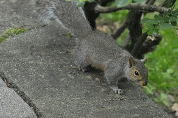 Squirrel Scavenging