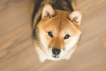 Chien Shiba inu