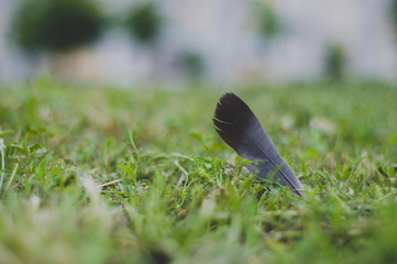 bird in the grass