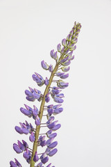 purple lupin flower on white background  - 271866944