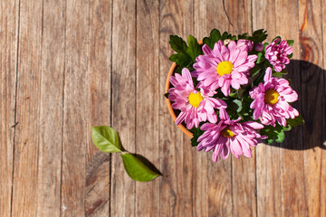 Close up of gardening flowers in the pot on the aged wooden table. Village concept. Still life. Textured background. Composition. Top view..