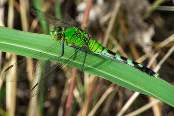 green dragonfly on leaf