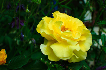 Gelbe Rosenblüte mit gefüllten Blättern