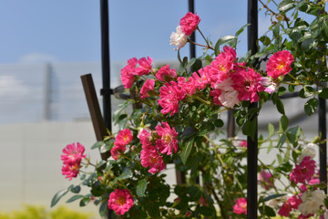 小さいバラの花