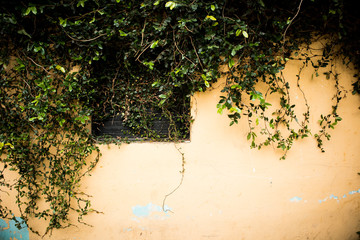 Yellow Wall Covered with Vines in Guatemala