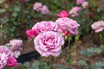 赤みのある紫色のバラの花