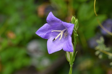 A photograph of a purple Bellflower and a bug, taken using a macro lens.  In the summer time they flower and spread even without any human intervention.